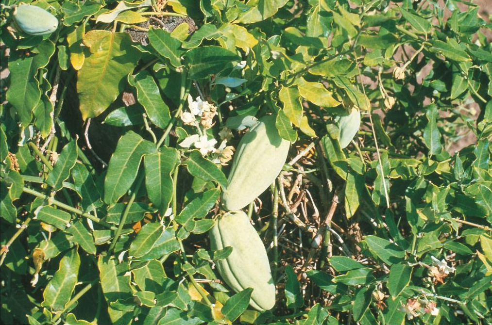 Citrus growers on high alert for Moth Vine outbreaks