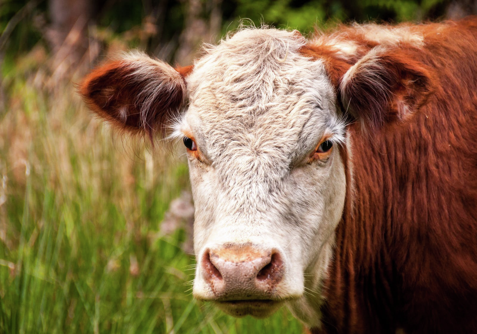 Farmer confidence across the Riverina continues to slide episode artwork