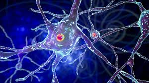 Researchers head to Griffith to unlock MND mysteries
