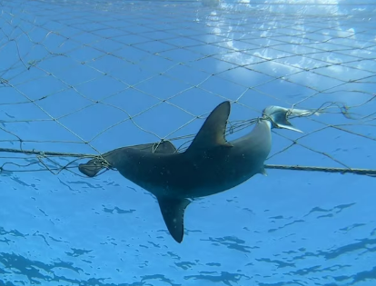 Council request more time on trial shark net removal program 