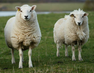 Helicopters called in to lift marooned sheep to safety