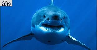 Calls grow for NSW shark cull following latest attack episode artwork