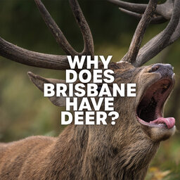 MYSTERY SOLVED: Why Does Brisbane Have Deer!?