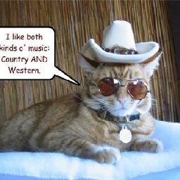 Bridge's Cat Loves Country Music?!