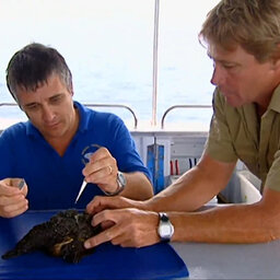 Jamie Seymour Reflects On Being On The Boat With Steve Irwin The Day He Passed