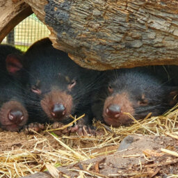 Rainforeststation Looking To Work With Local Schools To Name The 3 New Tassie Devil Brothers