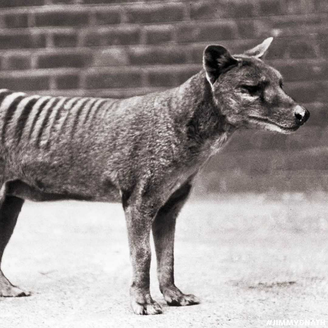 THYLACINE SPOTTED: Neil Waters Chats Recent SA Tassie Tiger Sighting