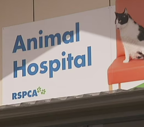 How coercive control is impacting pet welfare in QLD