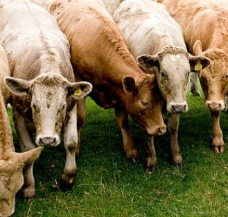 Advice for Darling Down's beef producers 