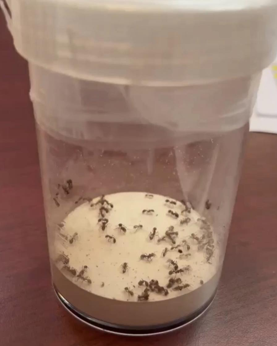 "Toowoomba residents need to know how to identify Fire Ants"