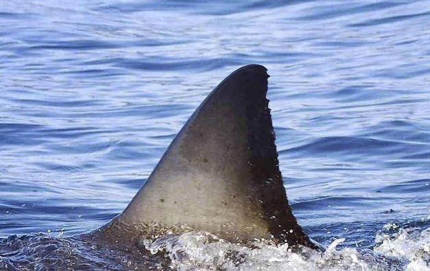 Shark attacks surfer at Cabarita Beach