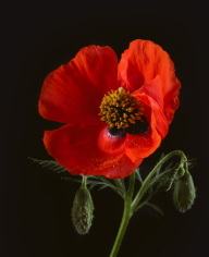Main streets in silence, flyovers and footy: ANZAC Day in Southern Queensland