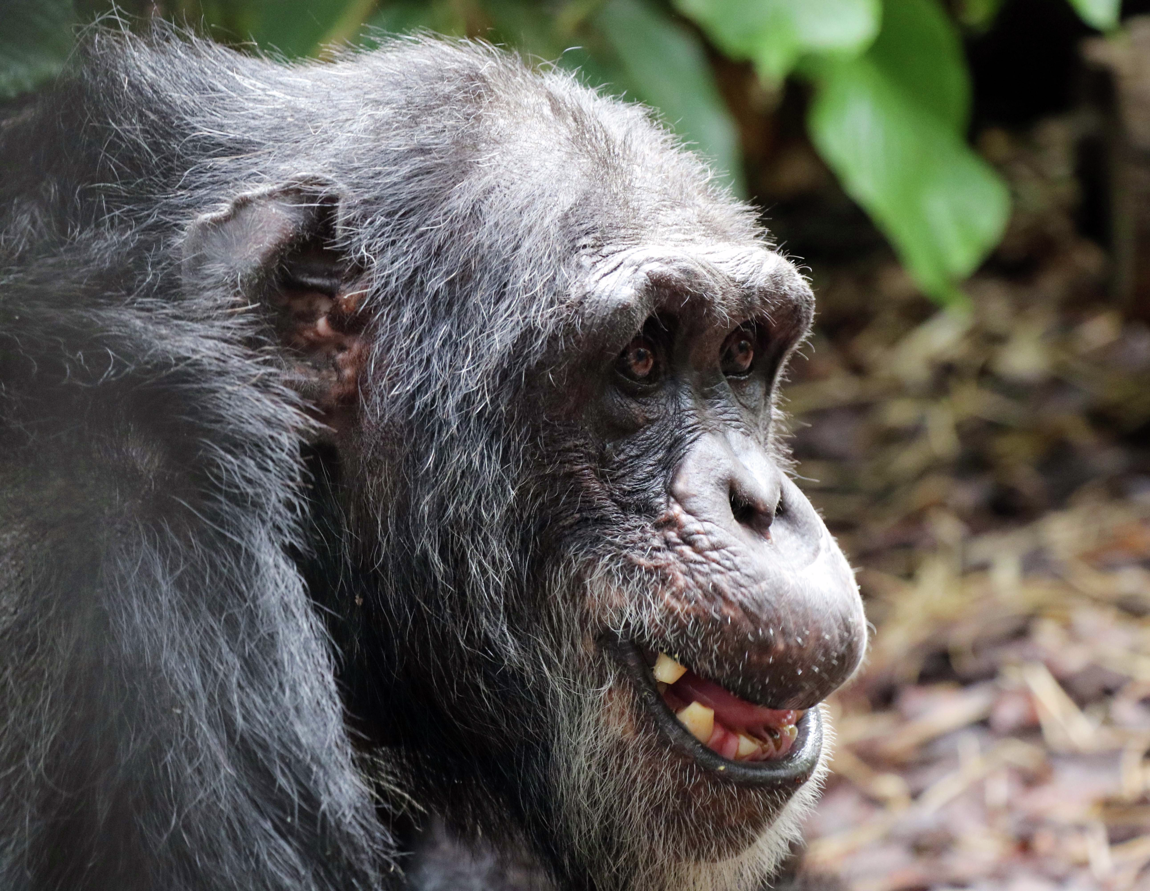 Much loved Rockhampton zoo chimp passes away