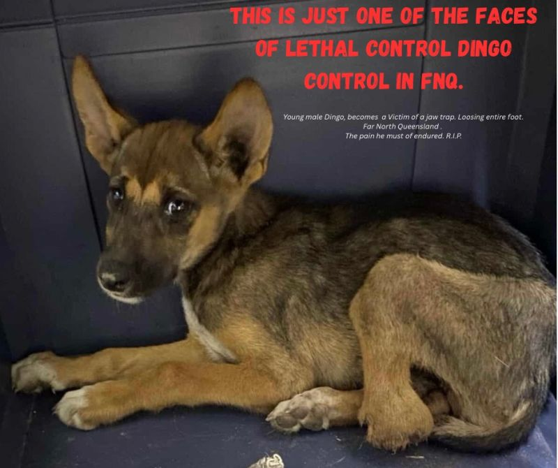 Rescue groups call for claw trap ban after dingo pup injury