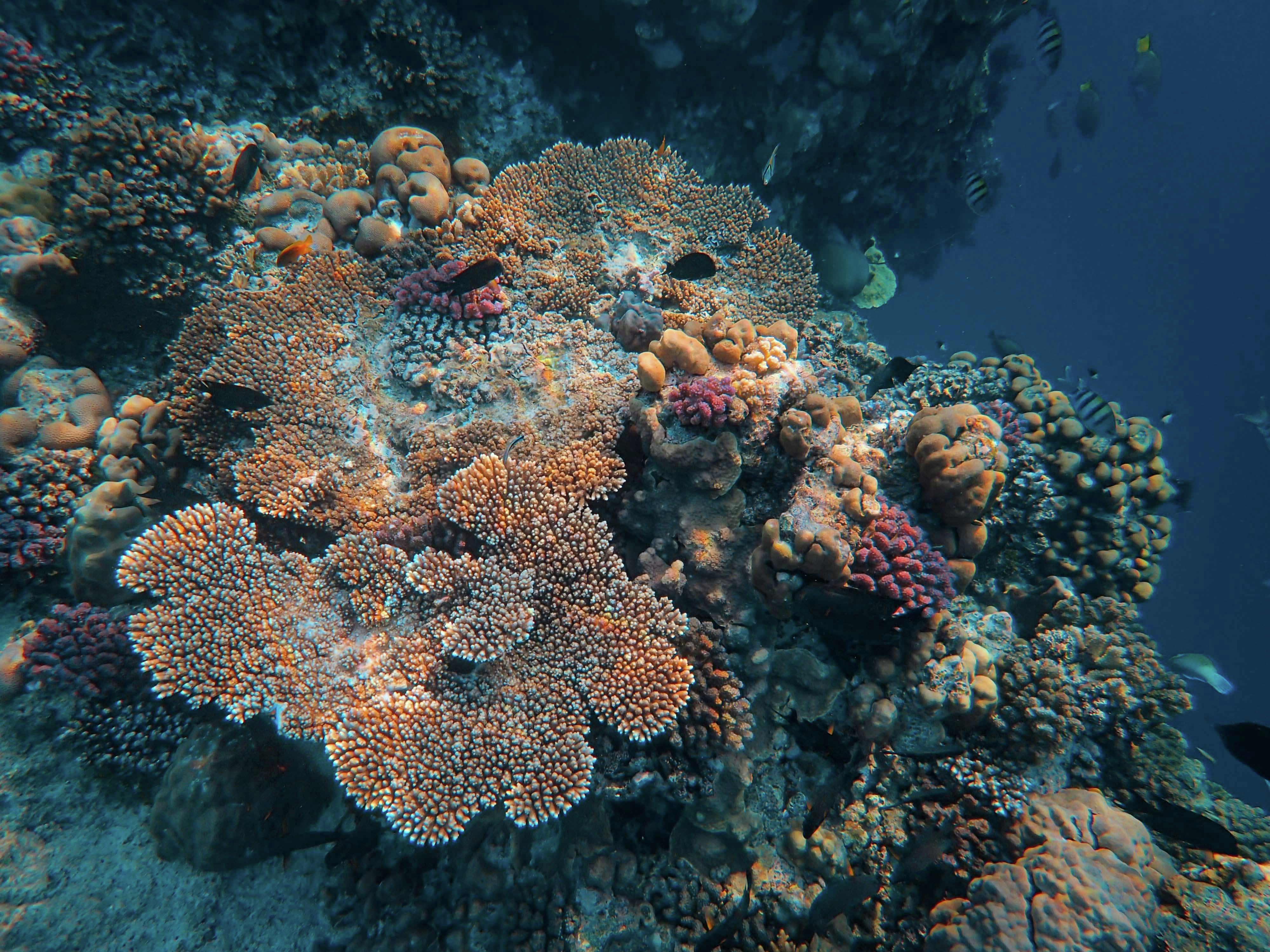 Methods used to protect Great Barrier Reef are pretty pricey 