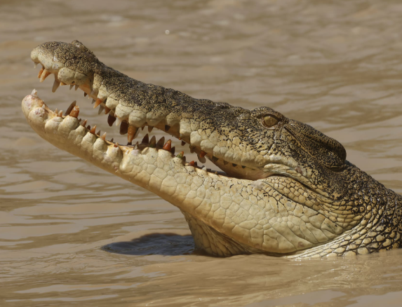 Rangers have Mary River croc killed