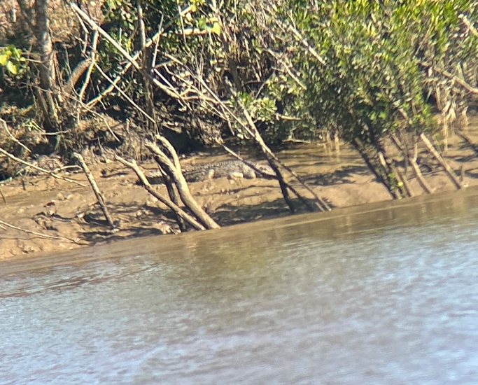 Authorities track down crocodile near Maryborough