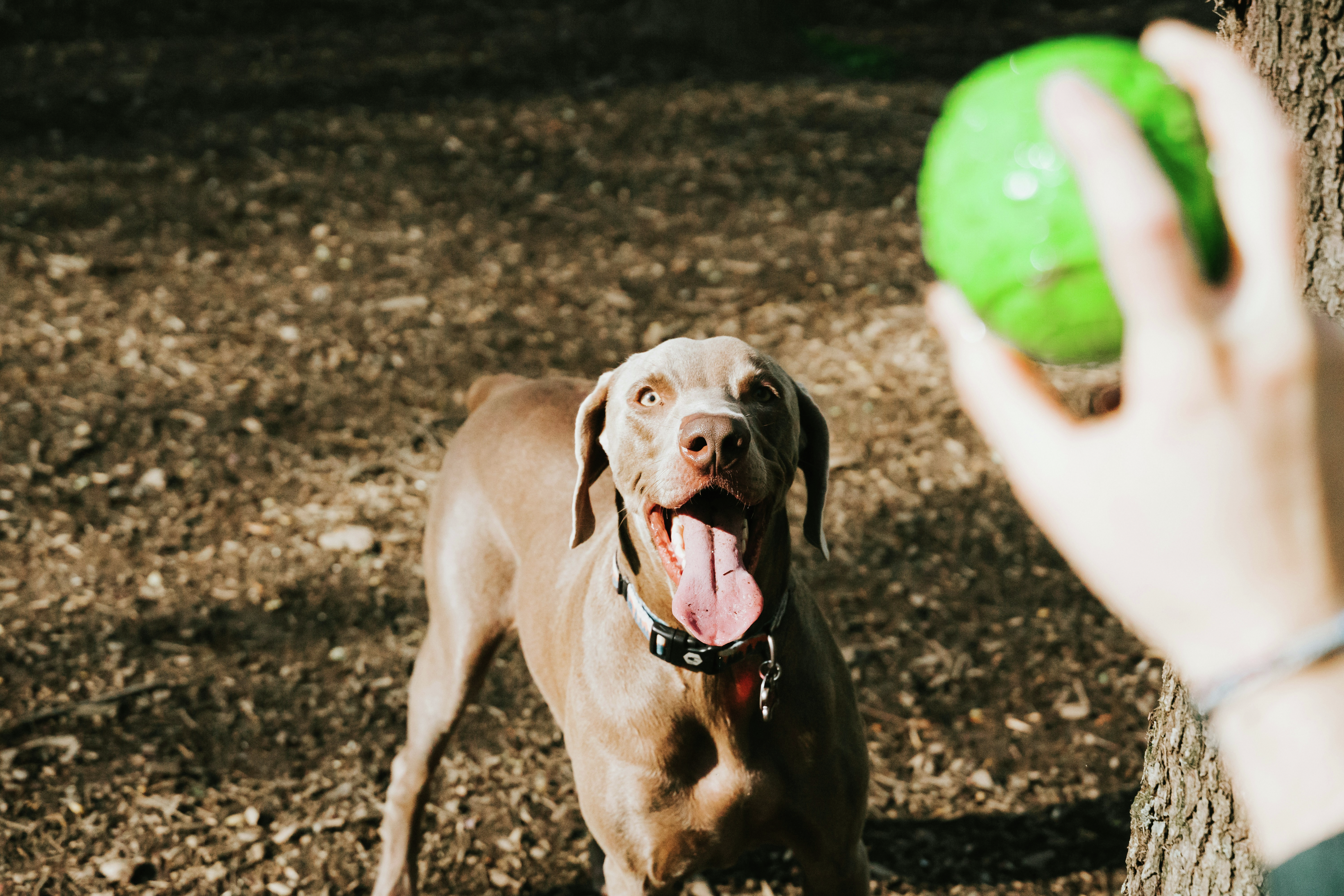 The Tablelands council invite feedback about Atherton dog park