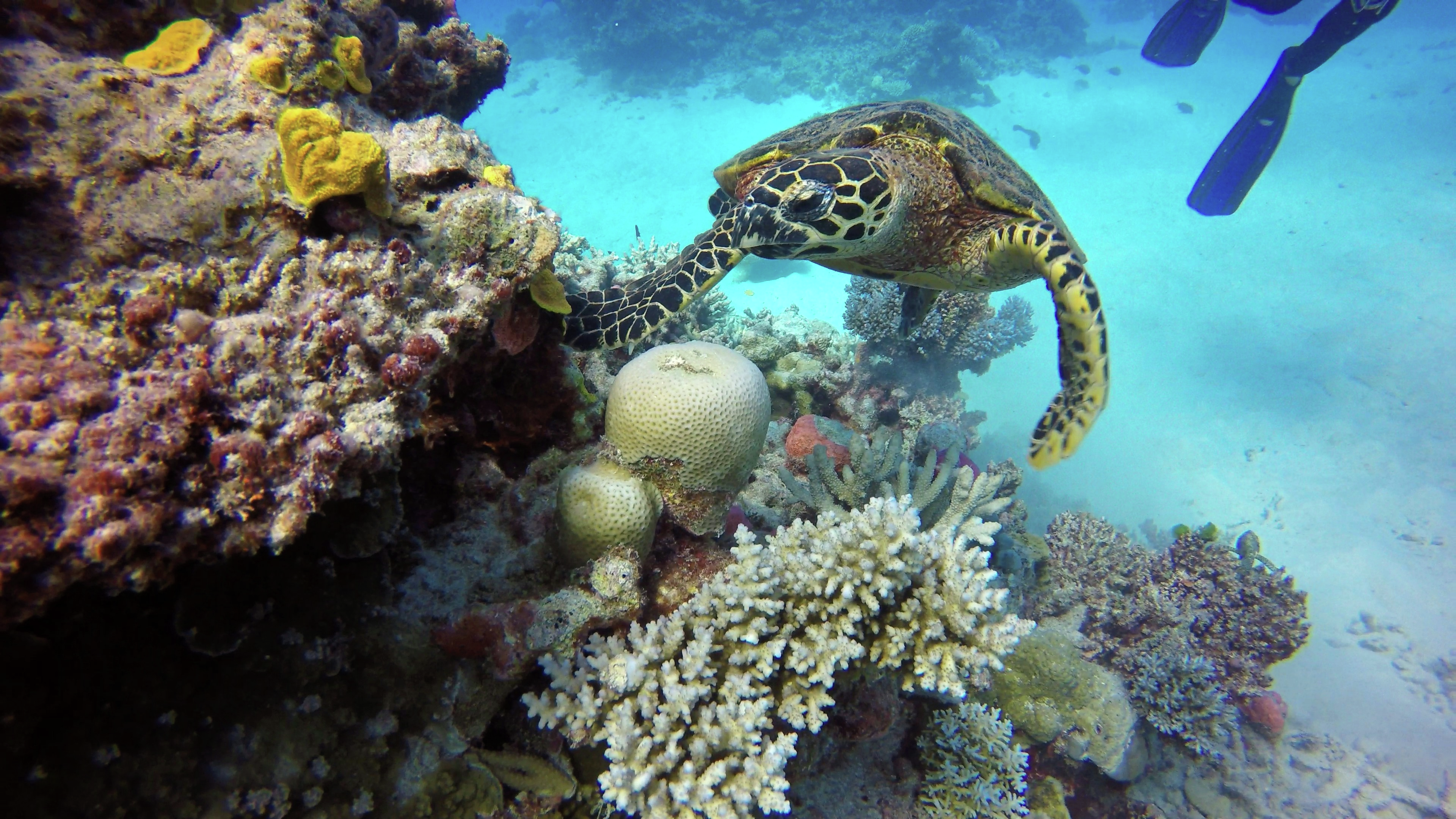 Fresh calls for more action to protect the Great Barrier Reef