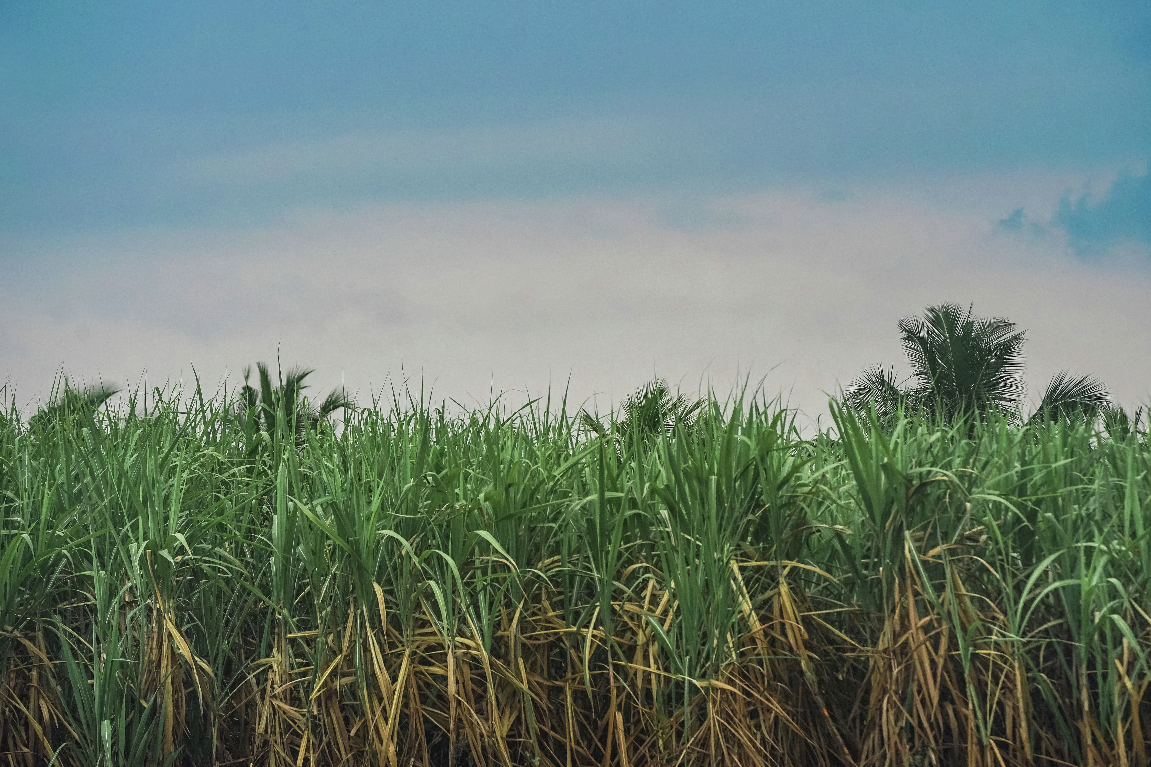 JCU's developed an AI-powered tool to detect sugarcane diseases