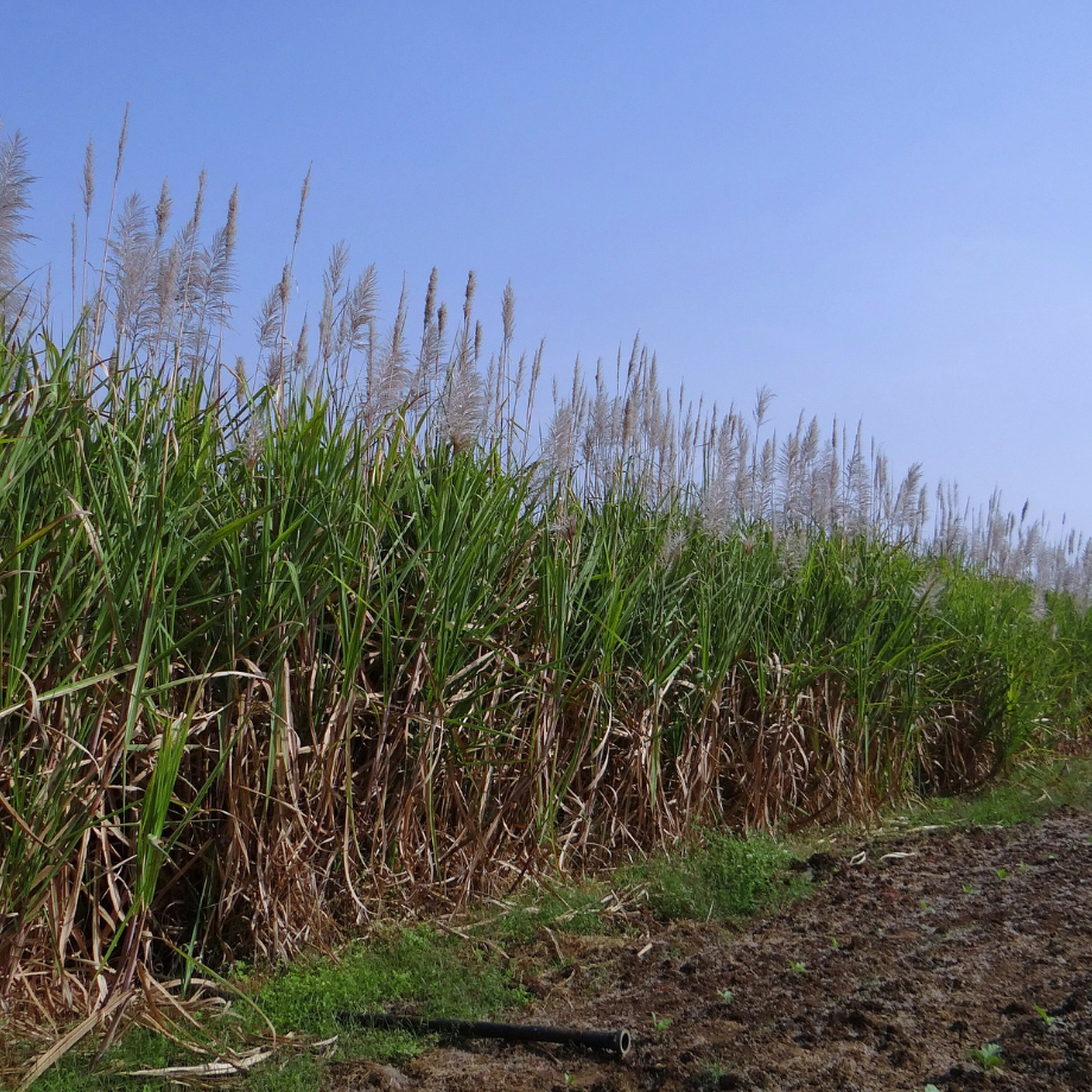 Sugar mills expected back online after cyber attack episode artwork
