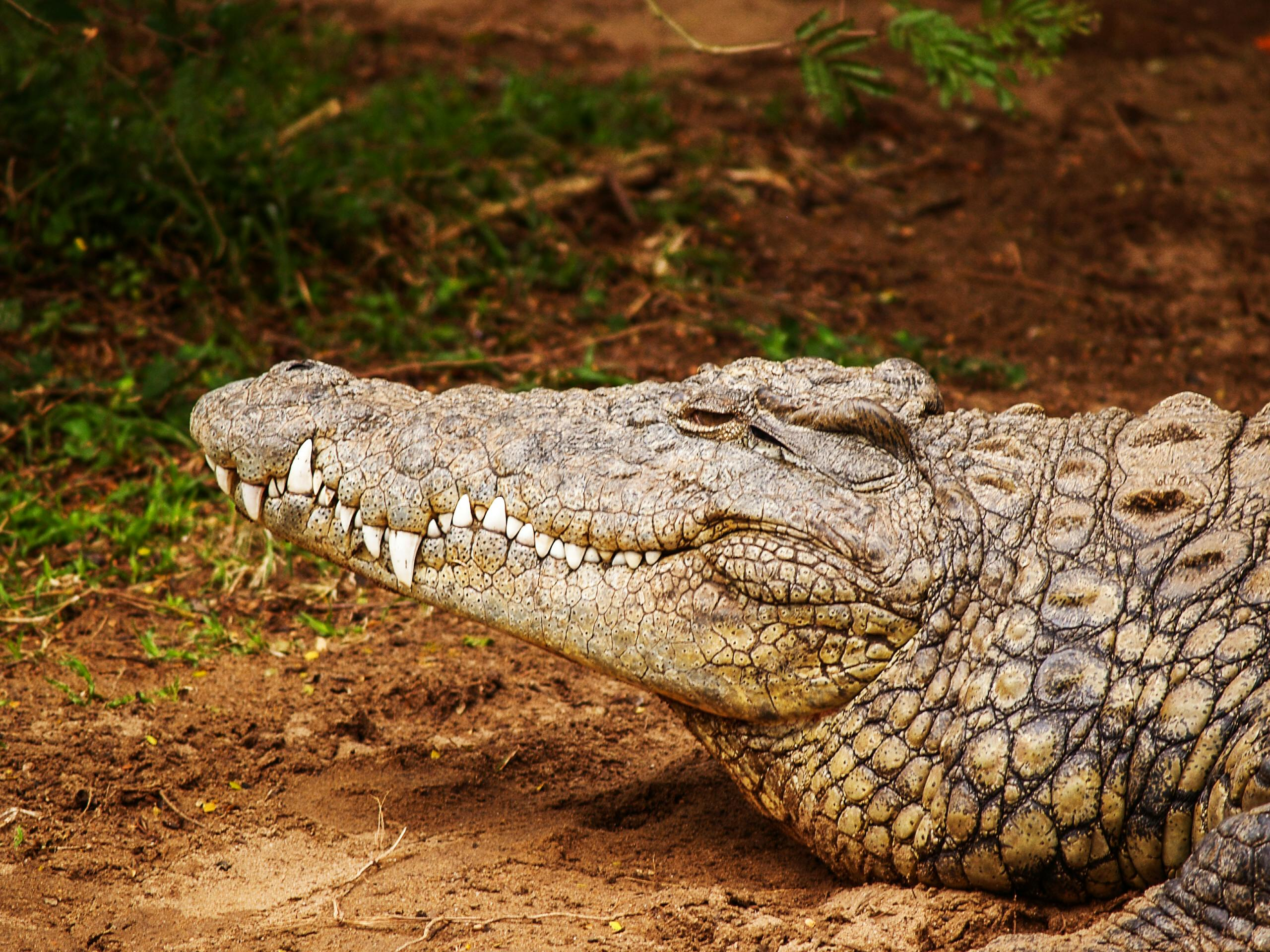 Surprising new data about Central Queensland crocodiles