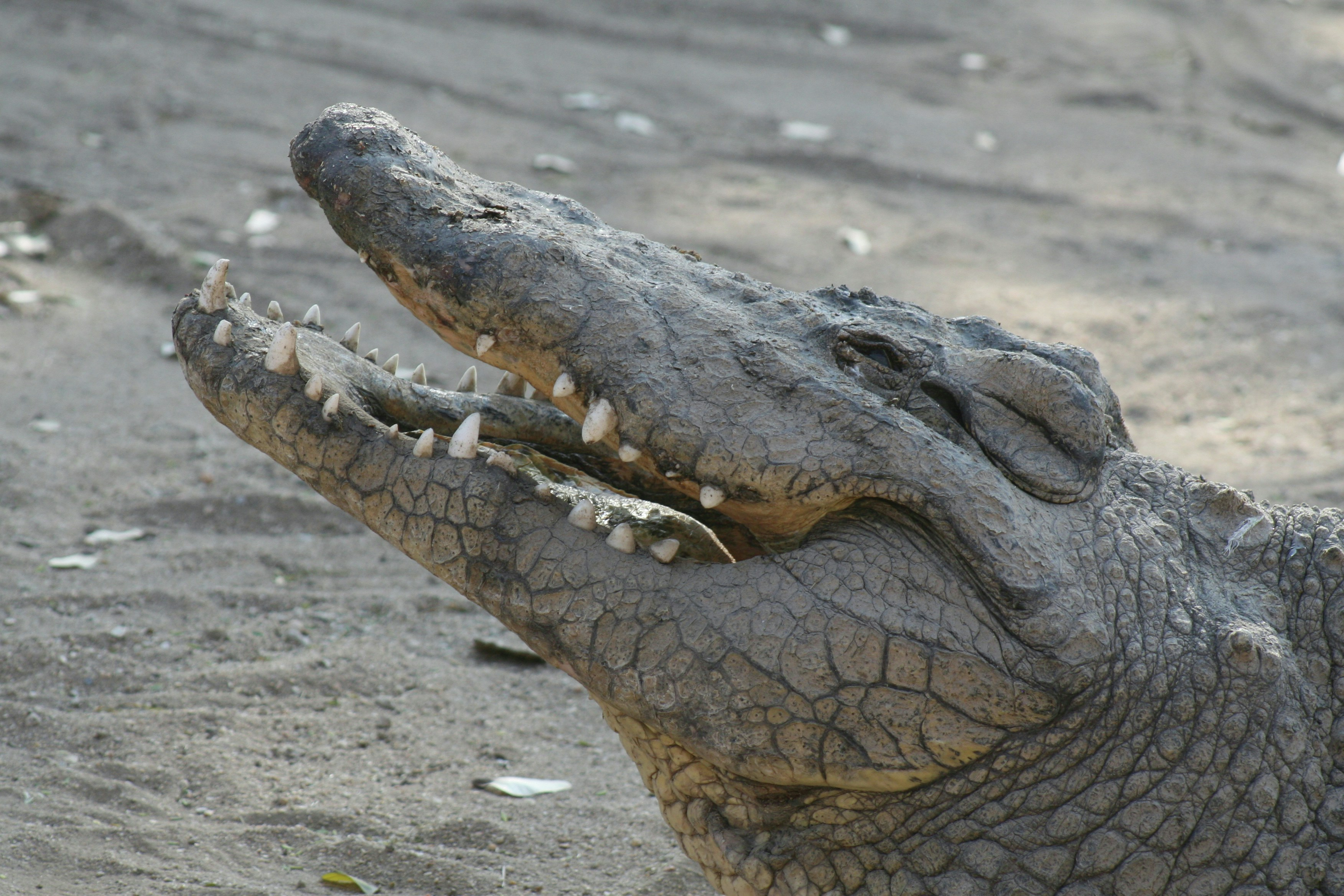 Crocodile control bill scrapped by Queensland committee