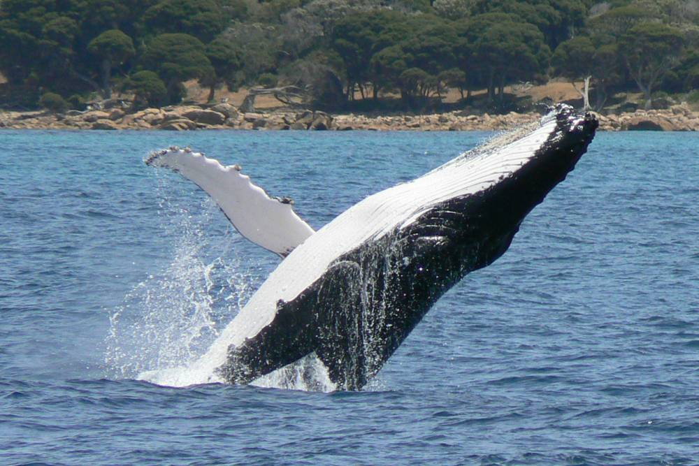 Early start to humpback whale migration
