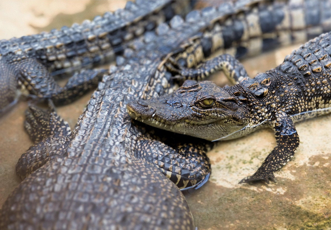 QLD parks & wildlife service  cracks down on wild animal black market 