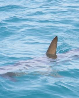 BREAKING: Person critical after shark attack off Coolangatta