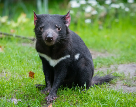 Thief dies moments after robbing Brisbane shop; And Mary the Tassie Devil still missing from Goldie theme park episode artwork