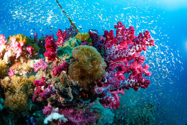 Citizen scientists can help the Great Barrier Reef