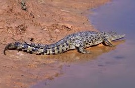 Teenager remains in hospital as croc hunt continues 