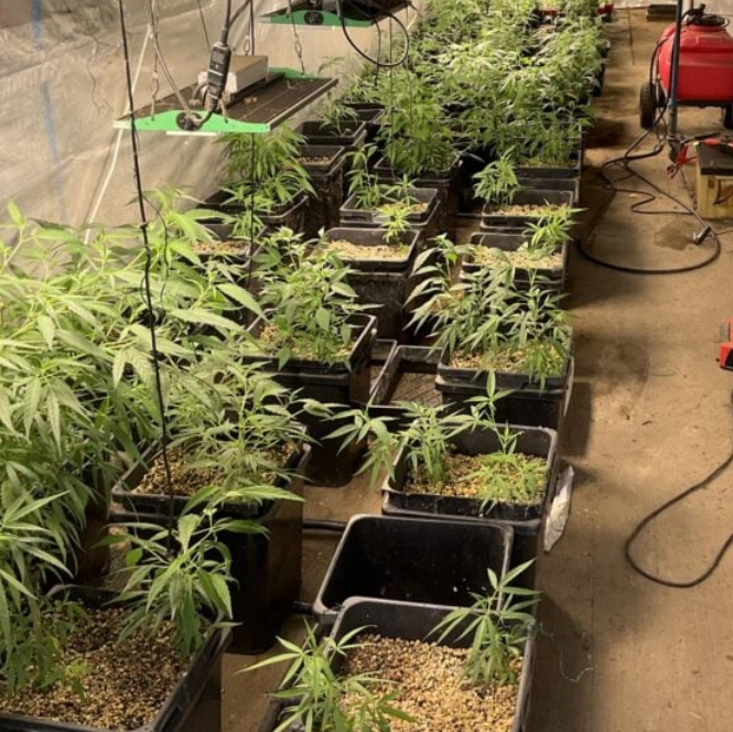 Cannabis crop found in Toowoomba region 