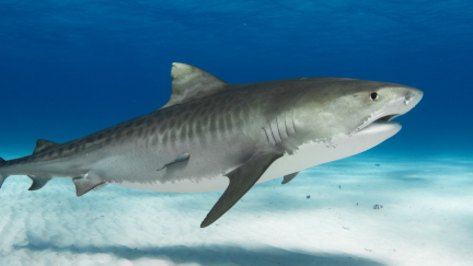 Multi million dollar shark investment to benefit Wide Bay 