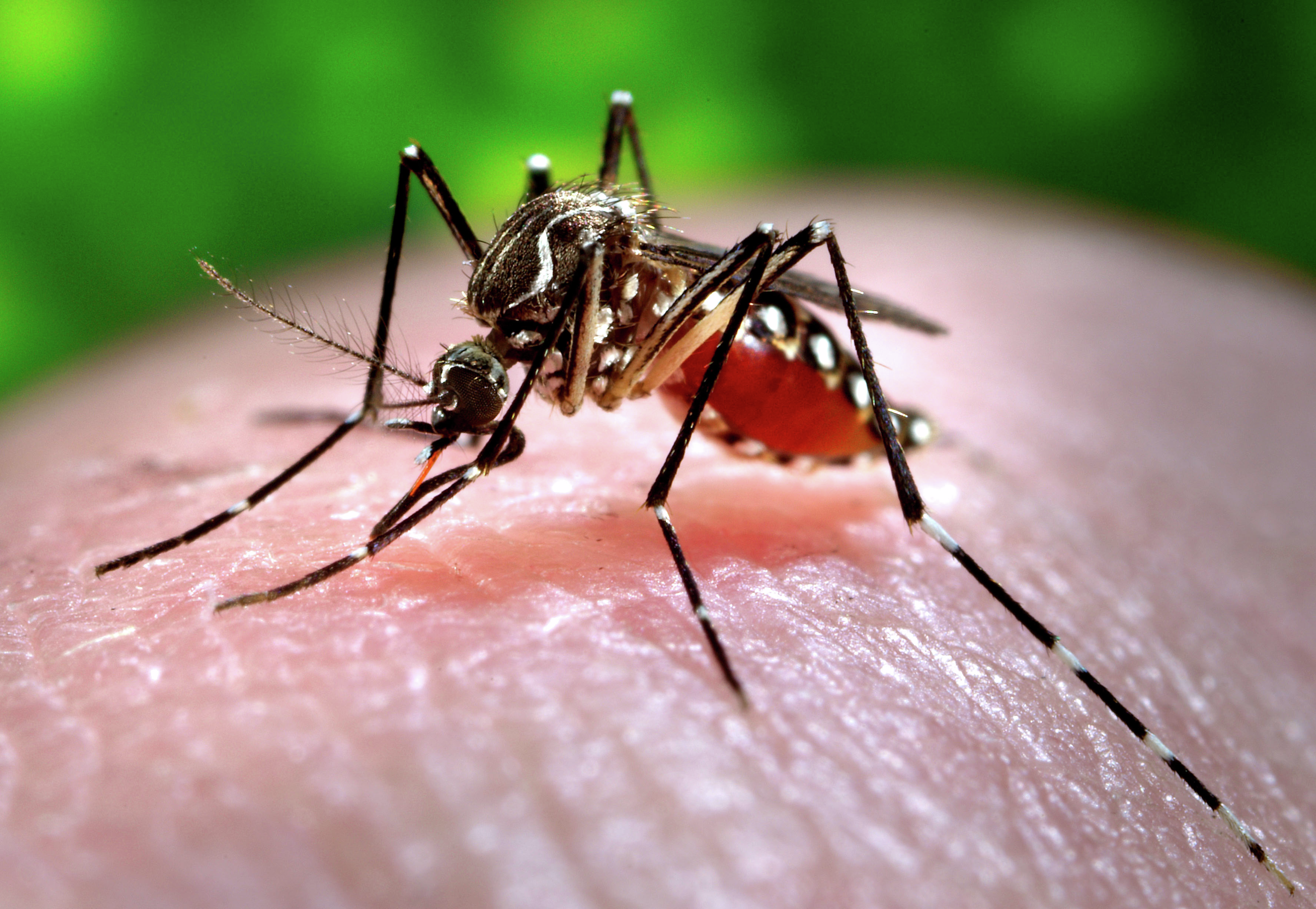 First death from J.E.V in QLD 