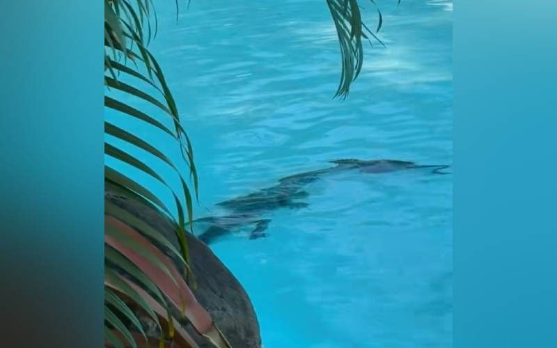 Cheeky croc steals spotlight at Port Douglas resort