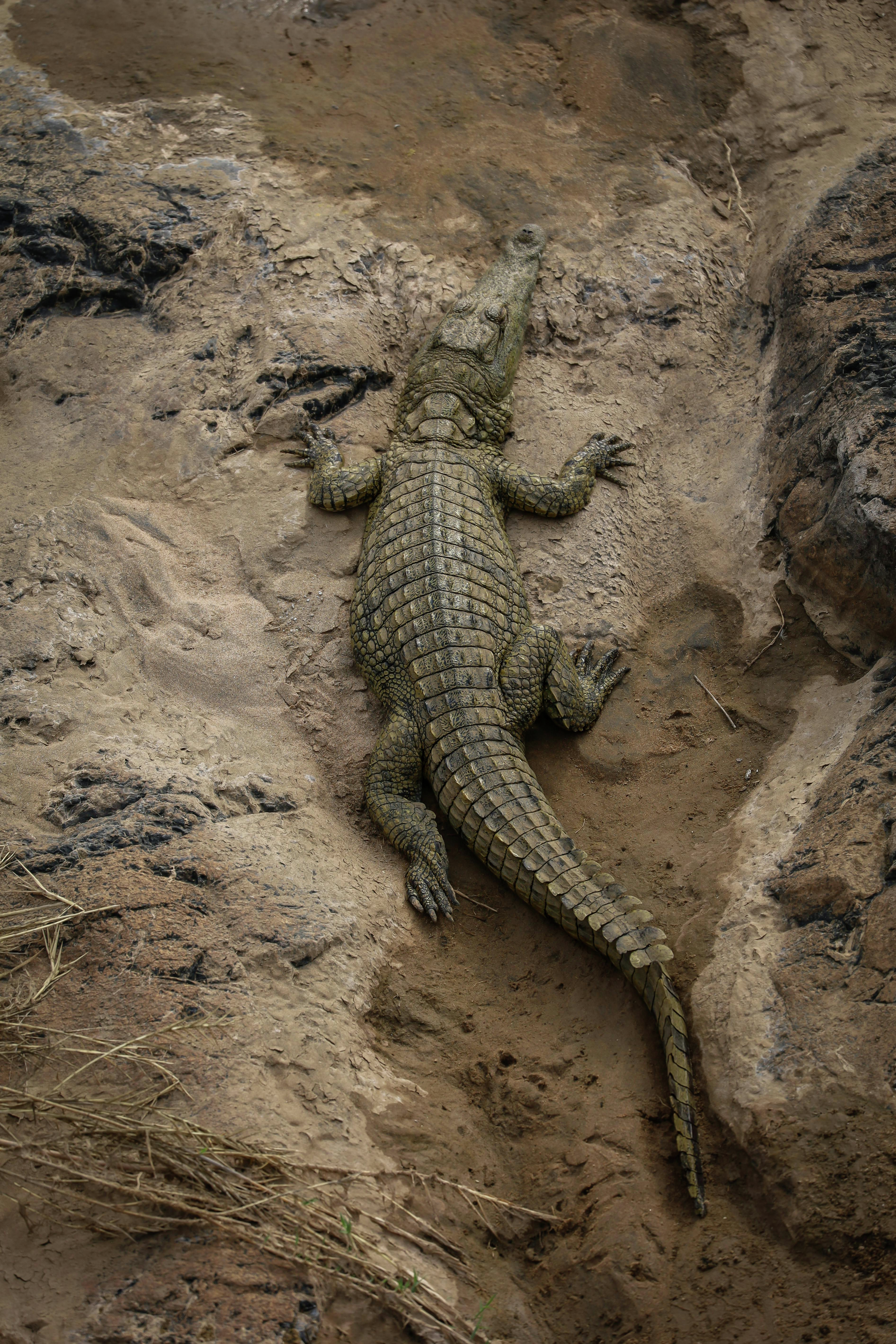 FNQ man's body found inside croc