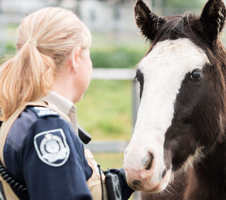 Government not horsing around about deadly equine virus