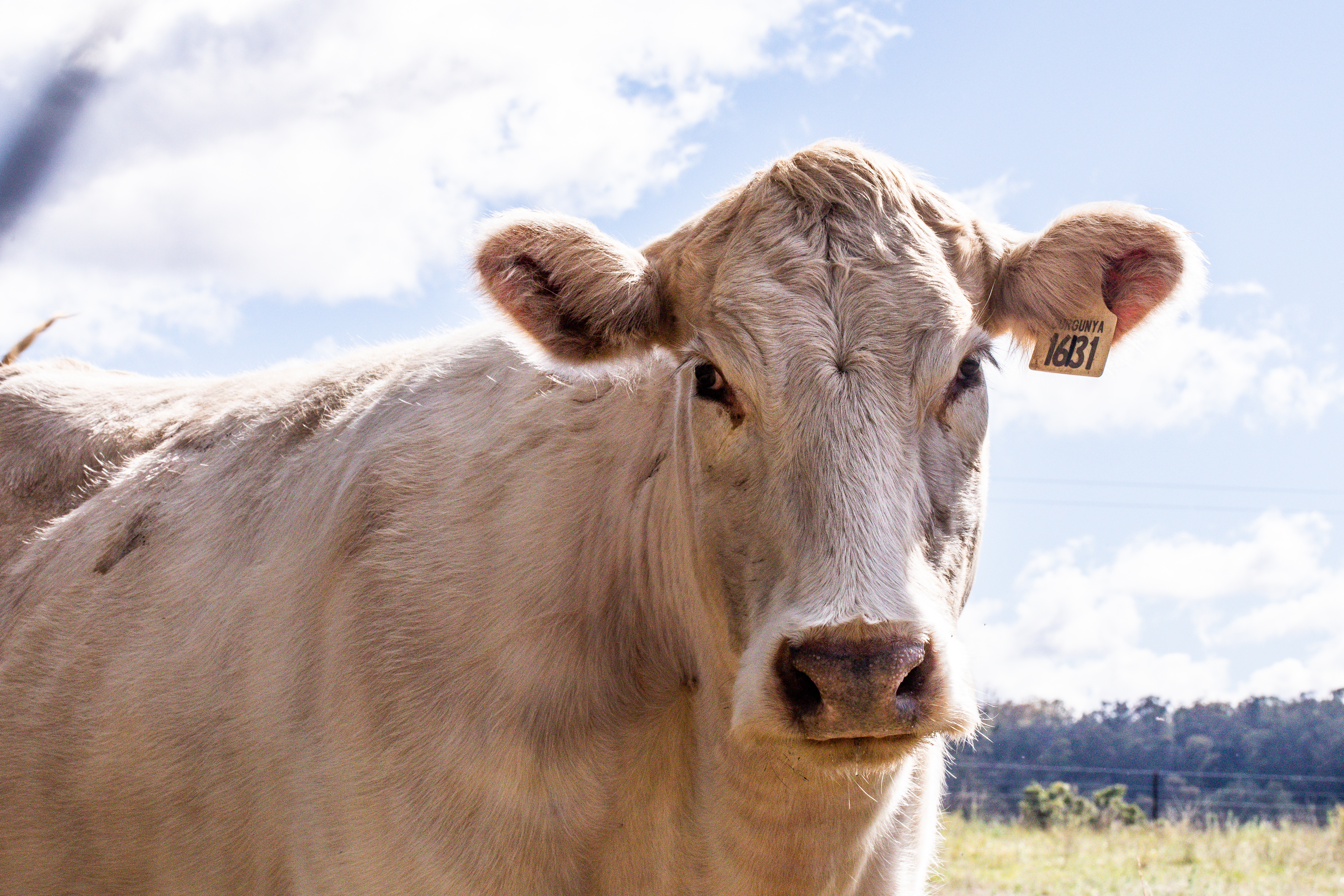 Productive season for Townsville cattle producers ahead 