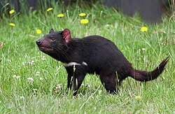 Mary the Tassie Devil recovering after her fortnight on the run episode artwork