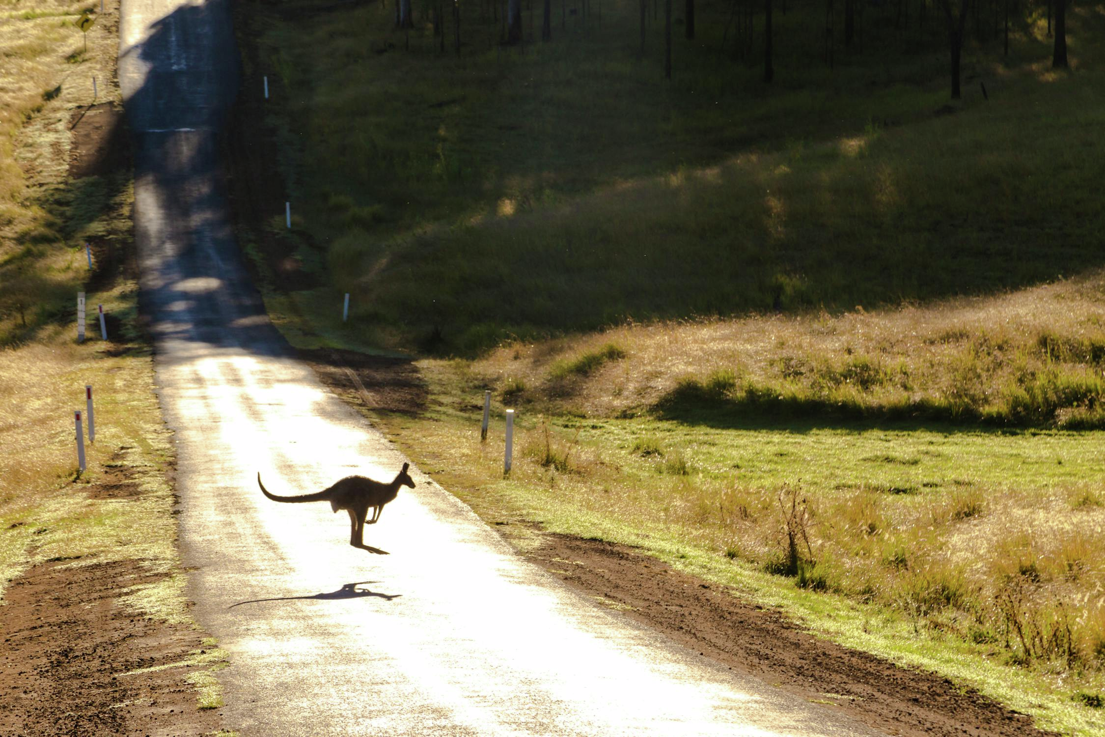 FNQ drivers urged to watch for wildlife 