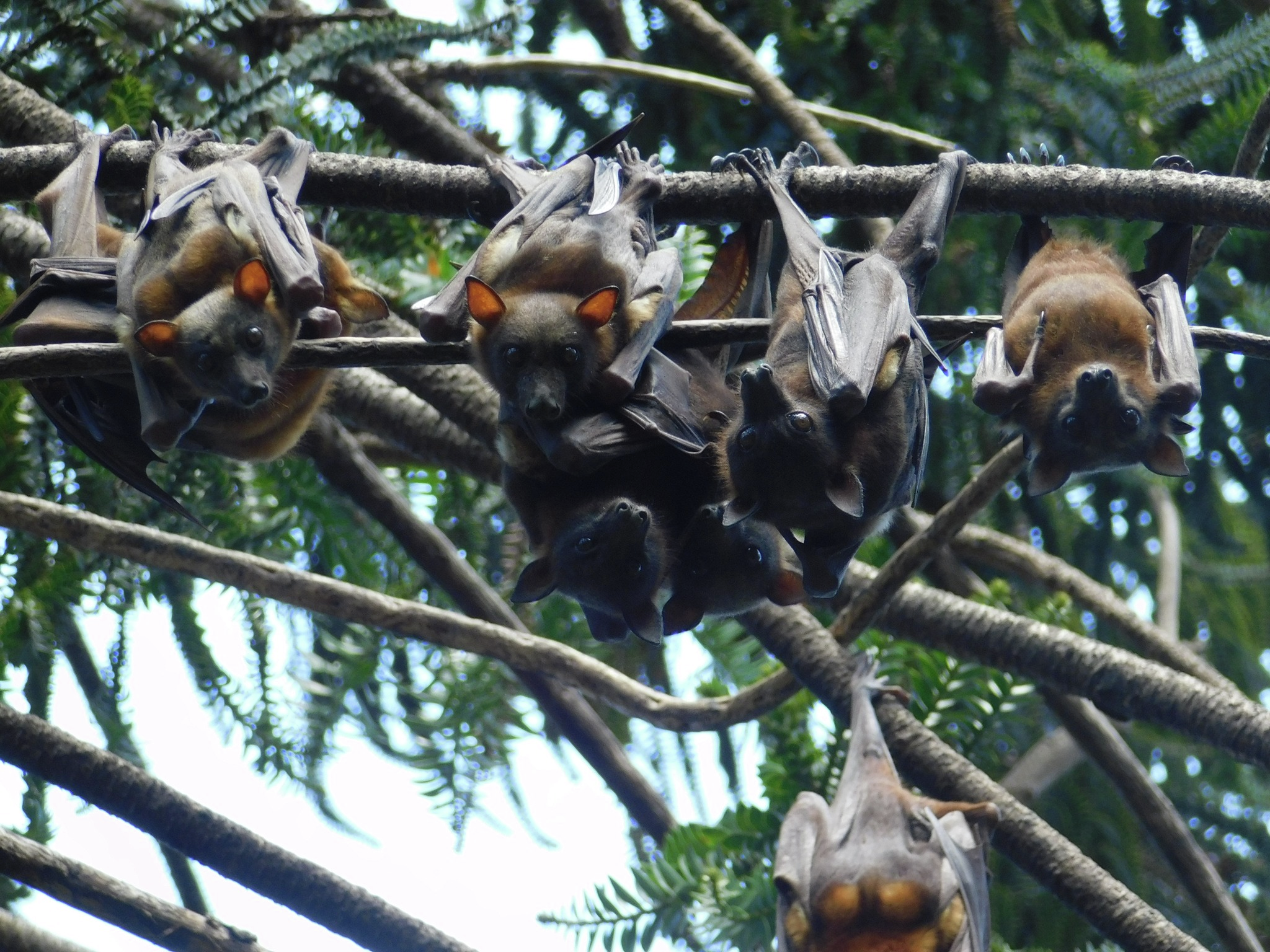 Flying fox community moved on from Charter Towers park 