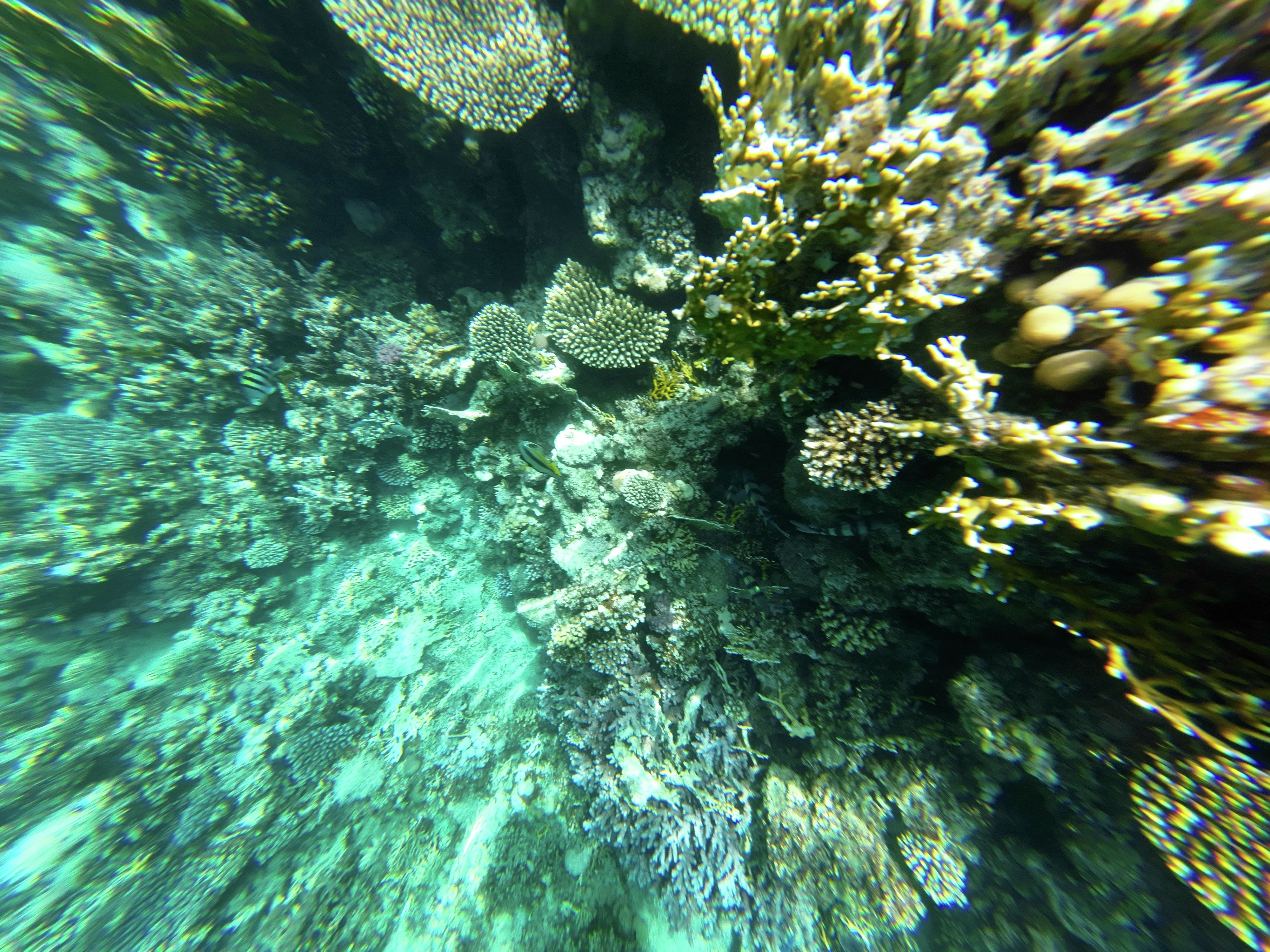 Methods used to protect Great Barrier Reef are pretty pricey 