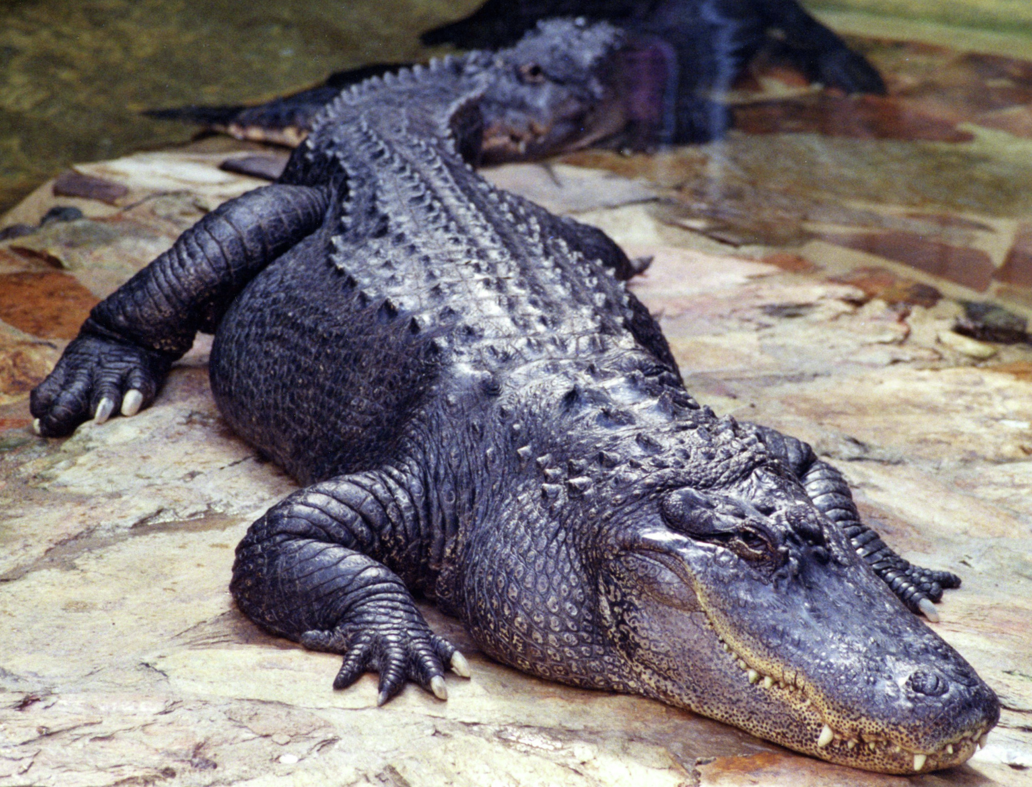 Crocodile spotted at North Queensland wetlands