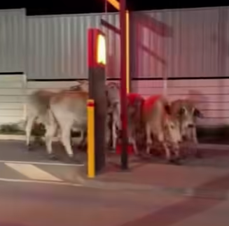 Woman charged over Moreton stabbing; Rule change tested in tonight's Broncos clash; And cattle MOOve through an Ipswich Maccas