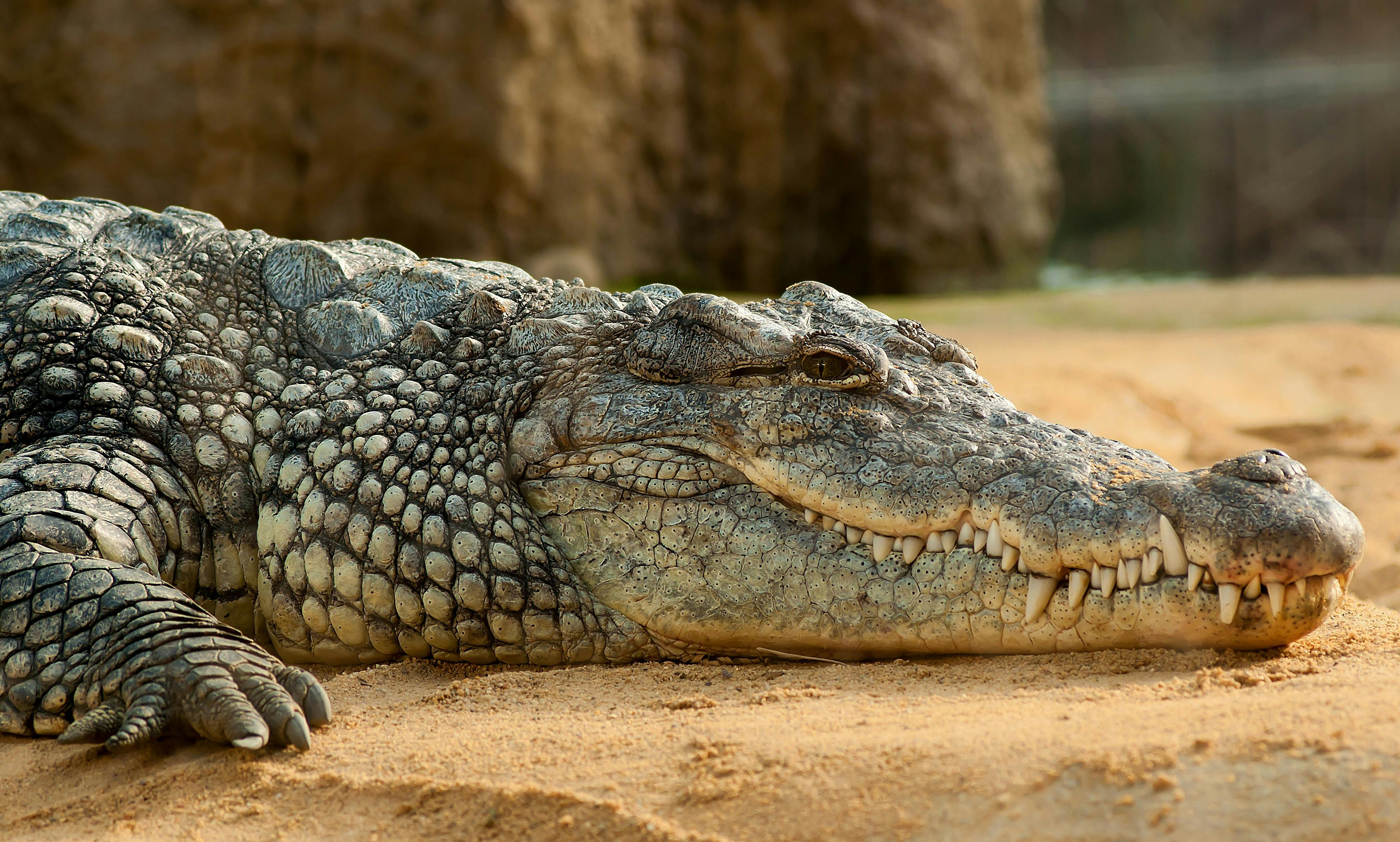 New plans unveiled on croc management