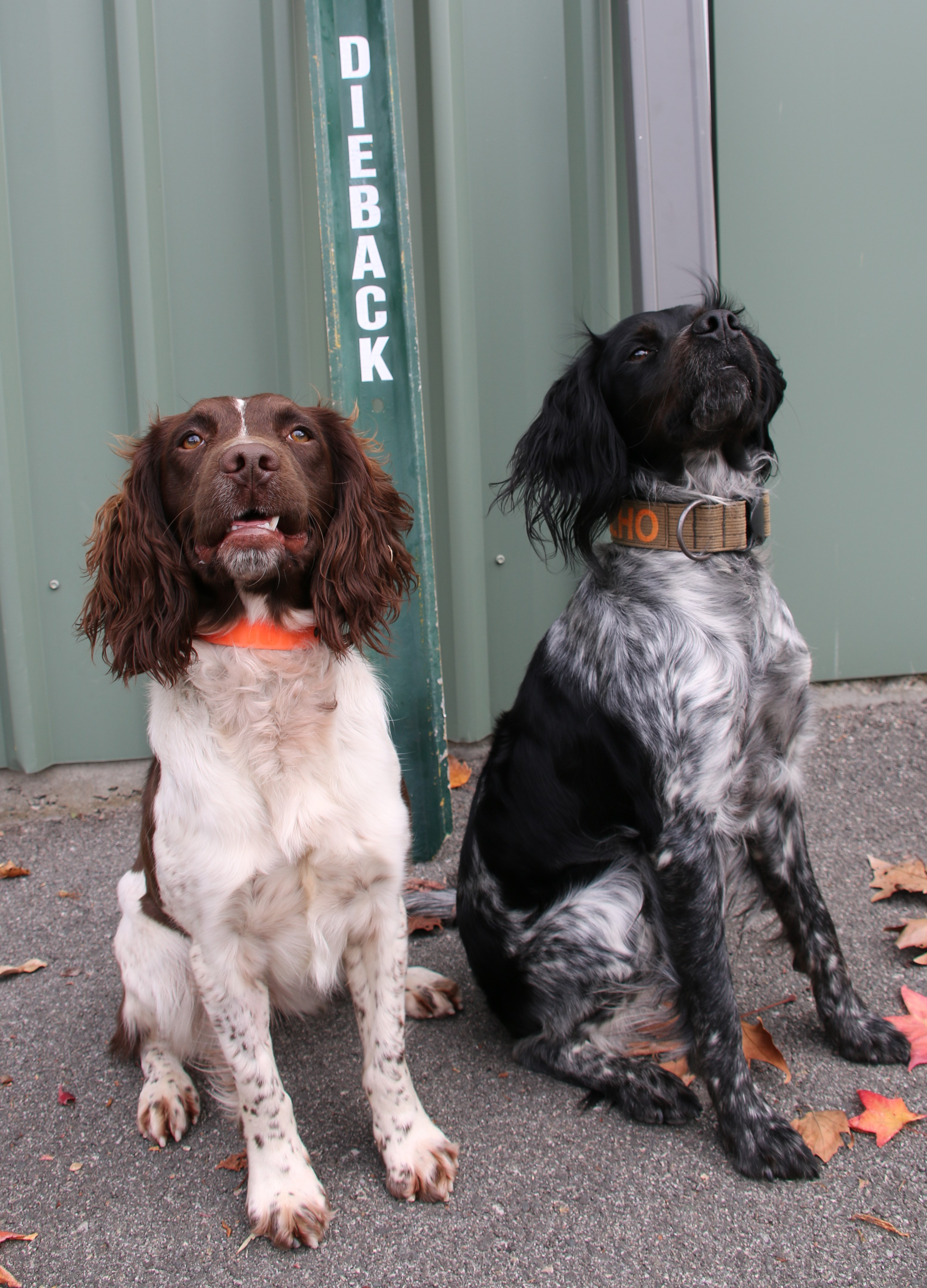 New sniffer dogs to aid fight against dieback