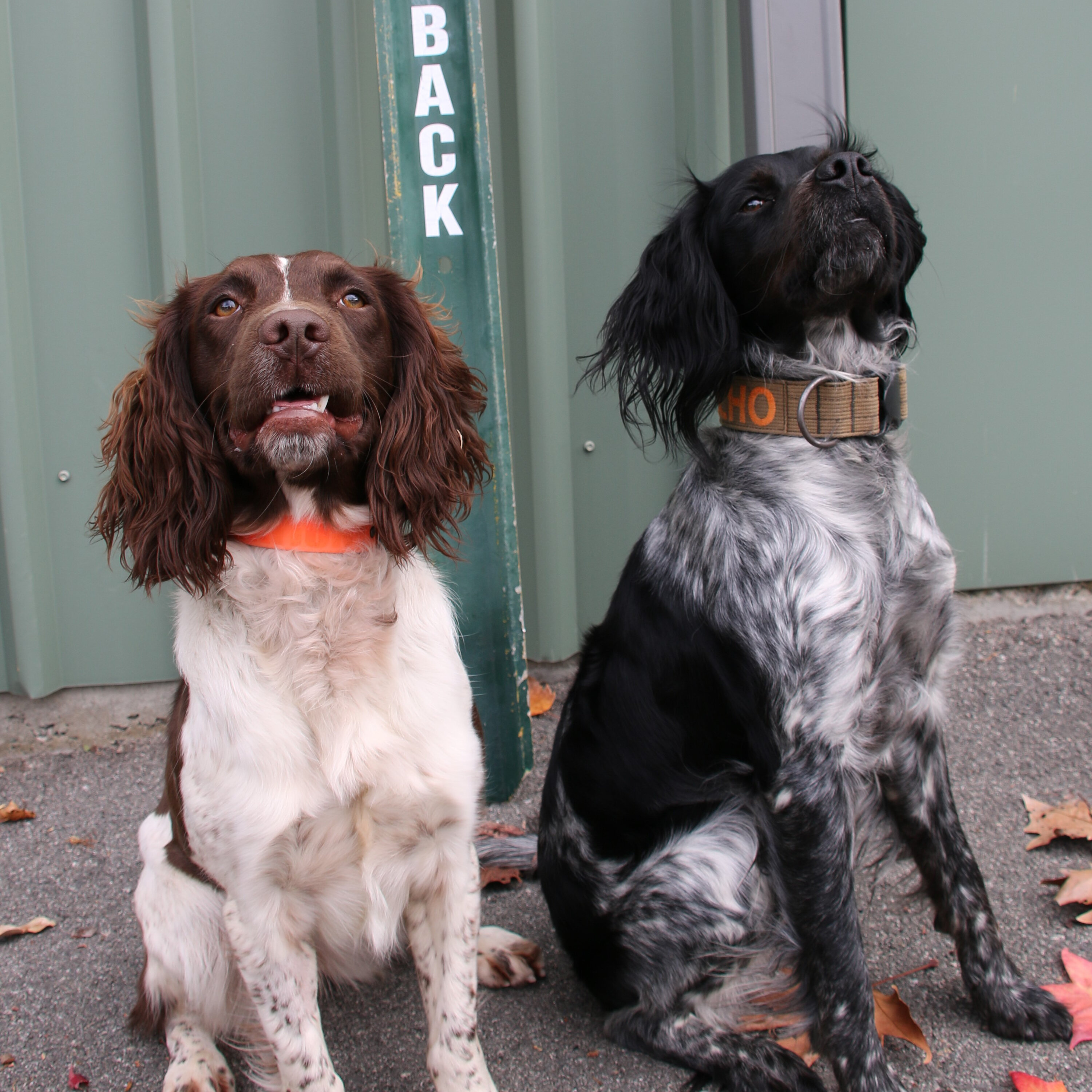 New sniffer dogs to aid fight against dieback