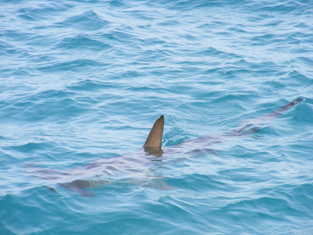 Shark warning issued for Bremer Bay